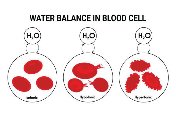 Download Water Balance in Blood Cell Design - Balance Collection